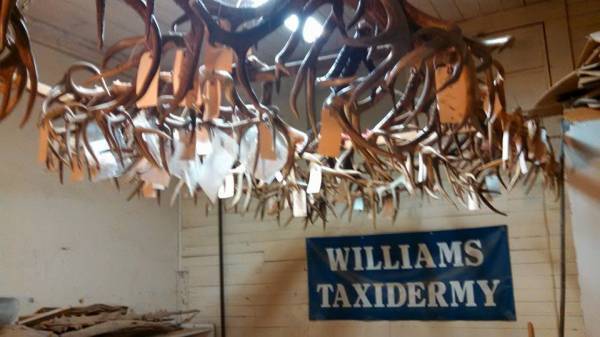 Williams Taxidermy On the Square in Headland