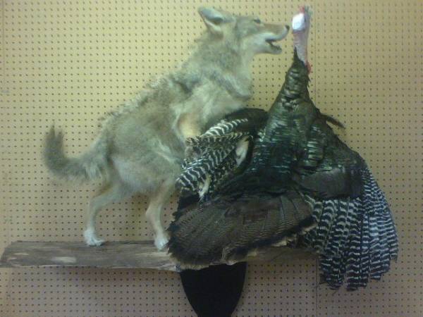 Williams Taxidermy On the Square in Headland