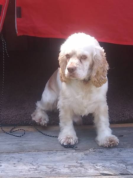 Lost Cocker Spaniel