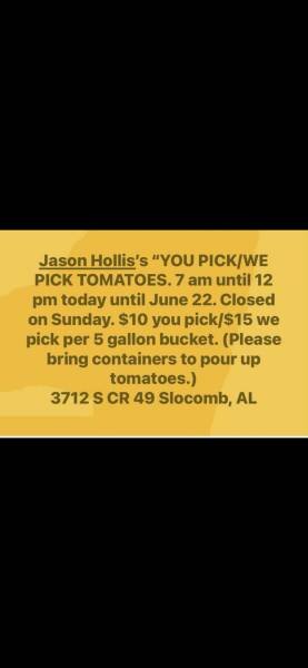 You pick the pick. Tomatoes